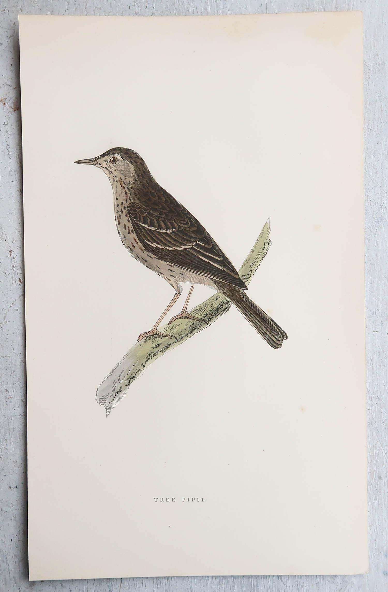English Original Antique Print of a Tree Pipit, circa 1880, 'Unframed' For Sale