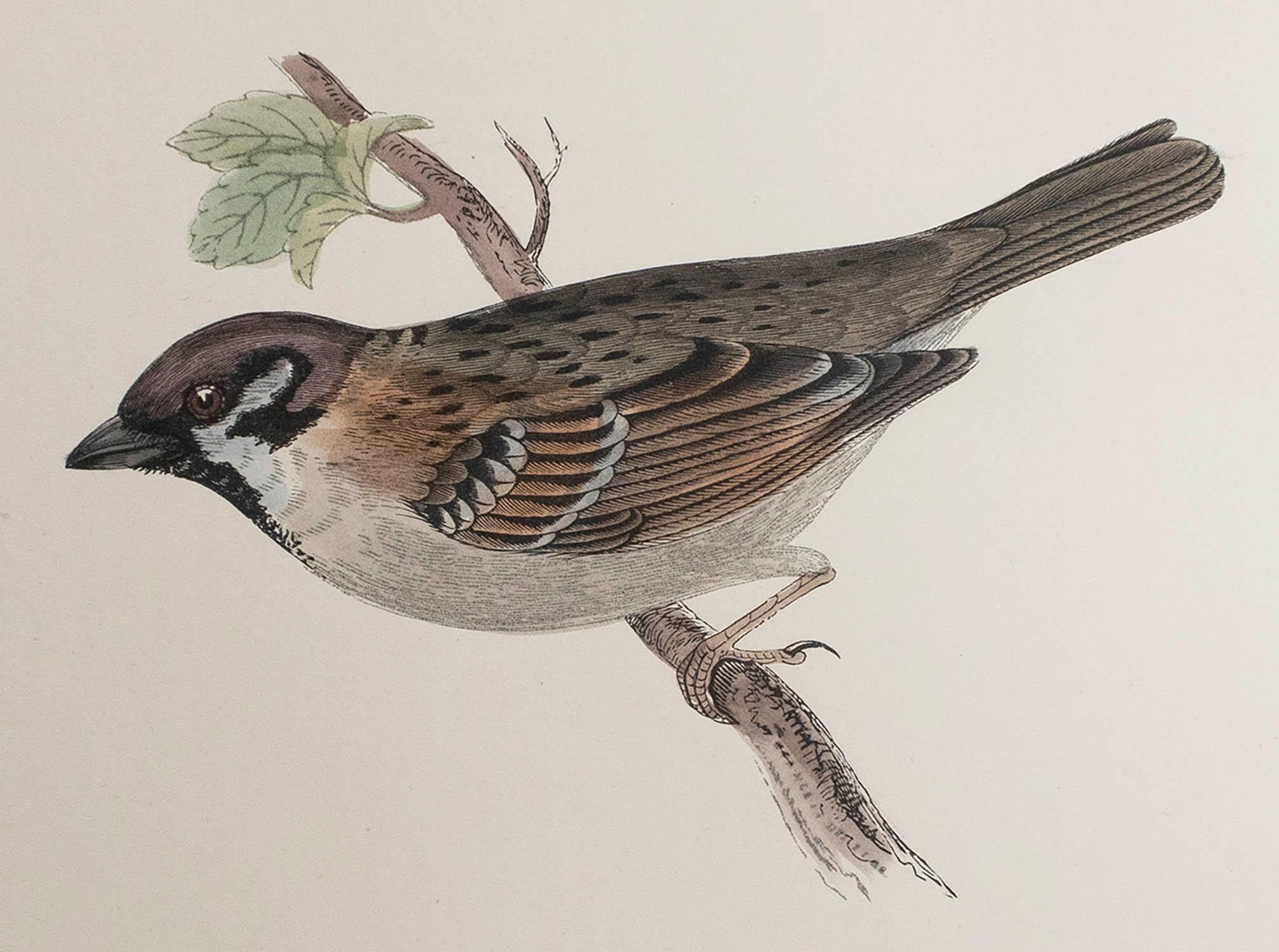Tolles Bild von einem Feldsperling

Ungerahmt. So haben Sie die Möglichkeit, Ihre eigene Auswahl an Rahmen zu treffen.

Lithographie nach Alexander Francis Lydon.

Original Farbe

Veröffentlicht, um 1880

Das Maß ist die Papiergröße

Kostenloser