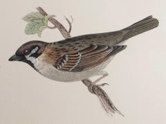 Original Antique Print of a Tree Sparrow, circa 1880, 'Unframed'