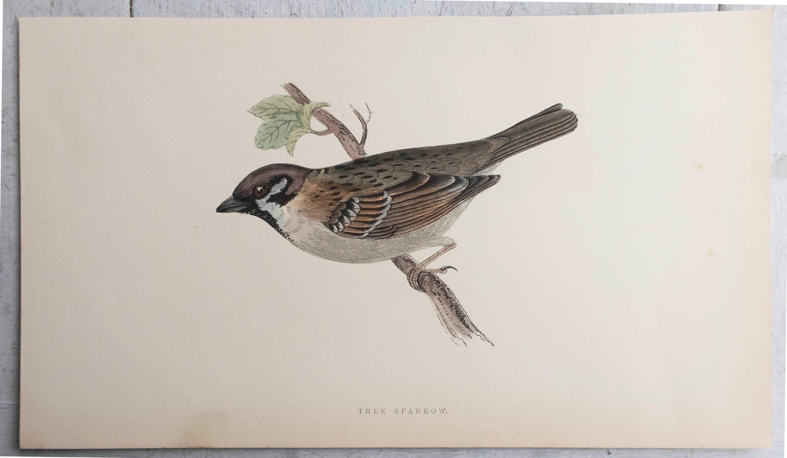 Antiker Originaldruck eines Feldsperlings, um 1880, 'ungerahmt'. (Volkskunst) im Angebot