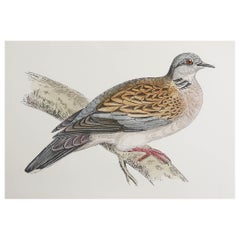 Original Antique Print of a Turtle Dove, circa 1880, 
Unframed

