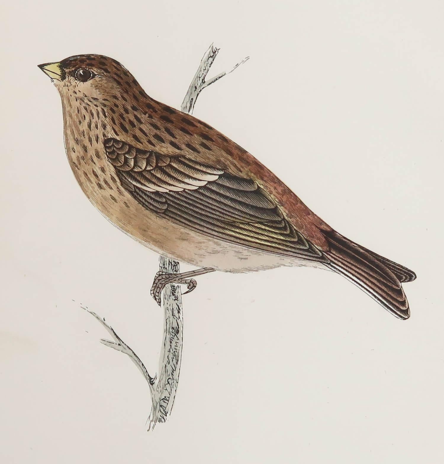 Great image of a Twite

Unframed. It gives you the option of perhaps making a set up using your own choice of frames.

Lithograph after Alexander Francis Lydon.

Original color

Published, circa 1880

Free shipping.




