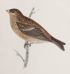 Original-Antikdruck einer Meerkatze, um 1880, 'ungerahmt'.