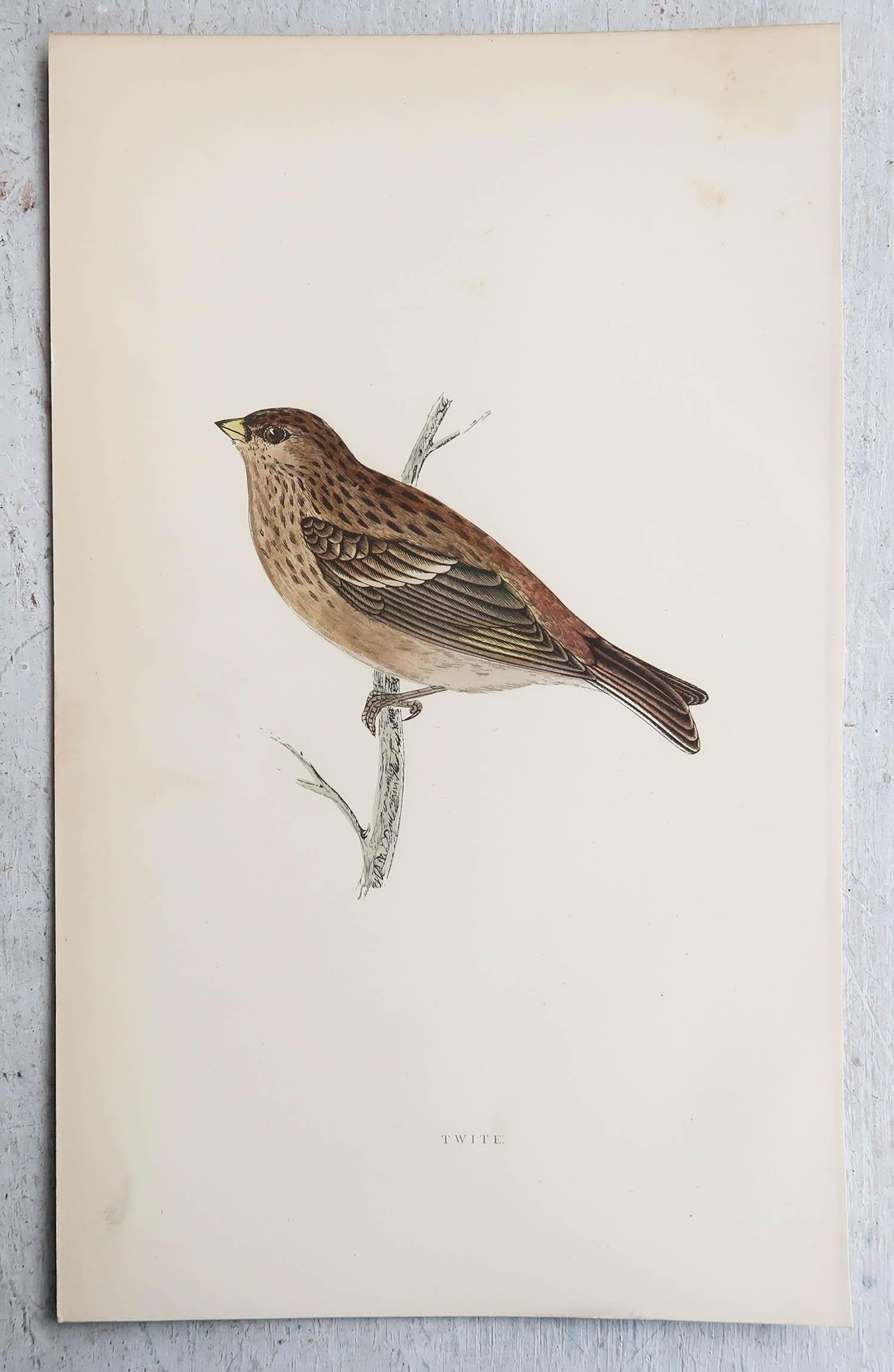 Artisanat Gravure ancienne originale d'un Twite, vers 1880, 'non encadrée'. en vente