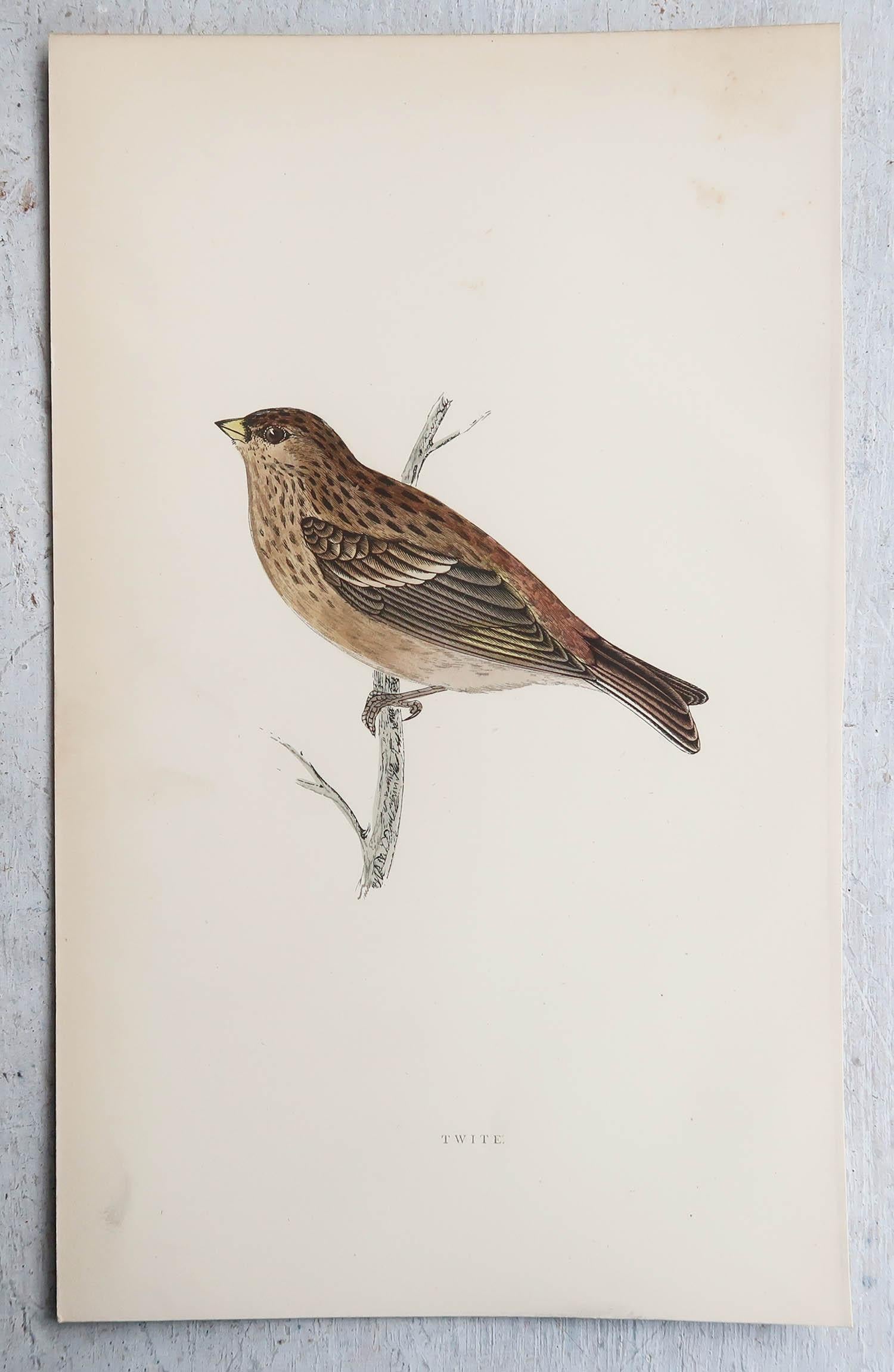 Folk Art Original Antique Print of a Twite, circa 1880, 'Unframed' For Sale