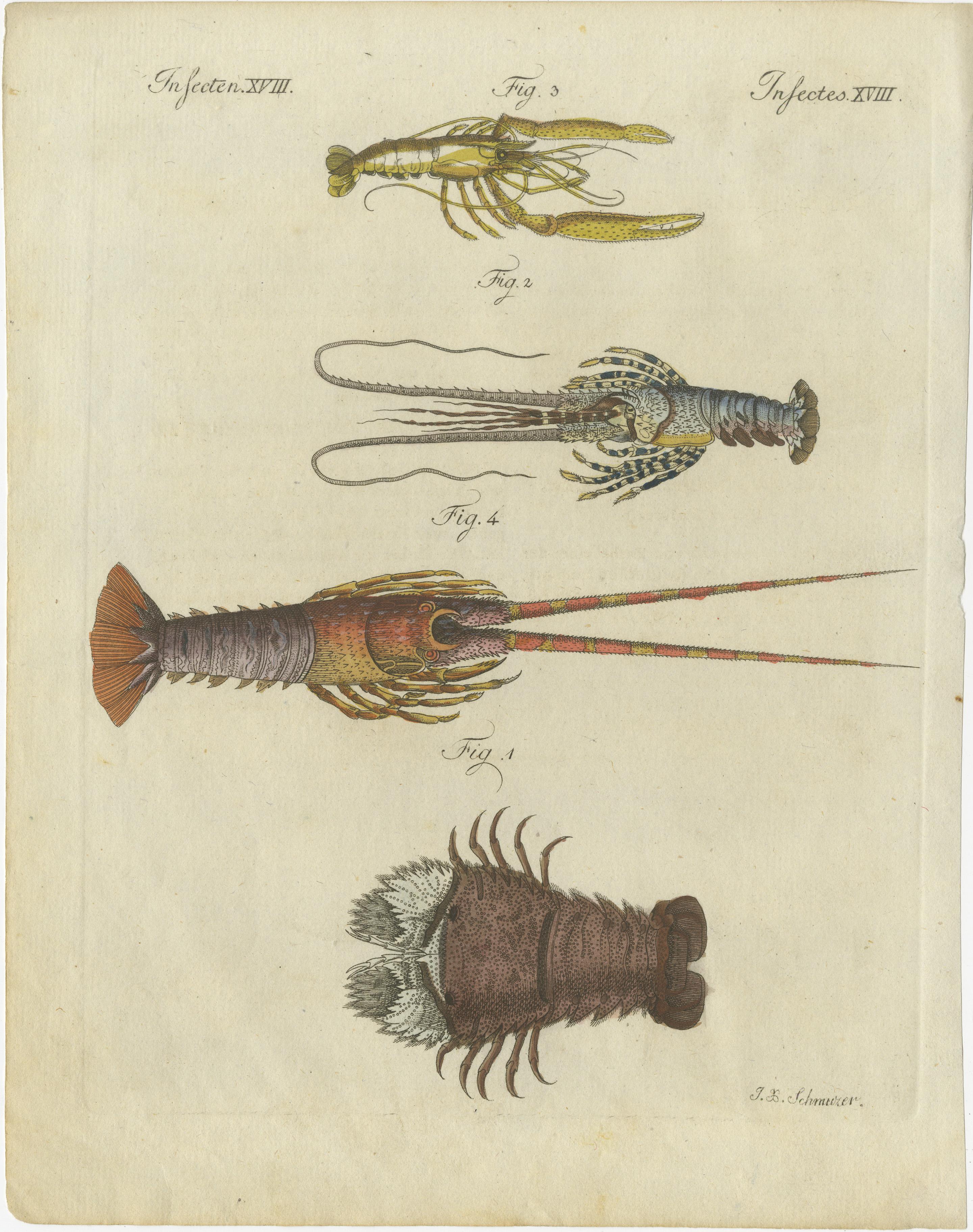 This original antique print shows the Slipper lobster, Scyllarides squammosus 1, homard lobster, Homarus gammarus 2, pitu shrimp, Macrobrachium carcinus 3, and spiny lobster, Palinurus elephas 4. 

Originates from Bertuch's 'Bilderbuch für
