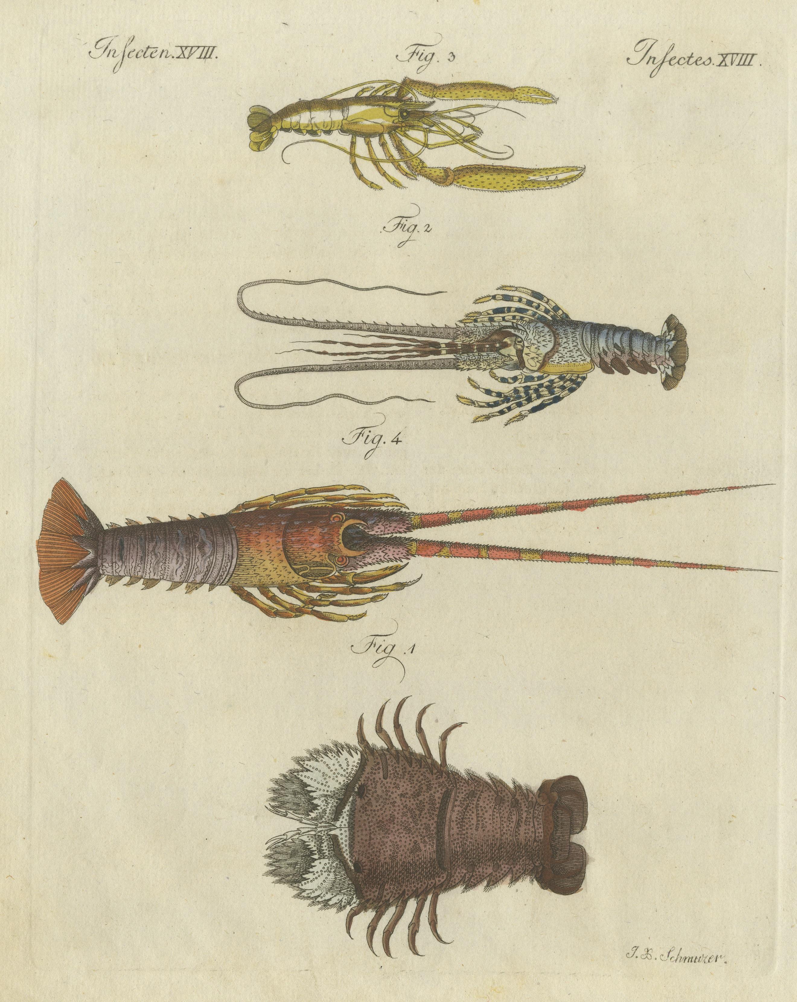 lobster species chart