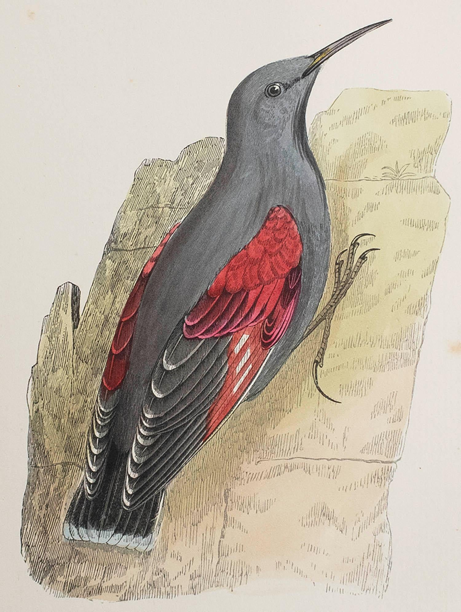 Belle image d'un lézard des murailles

Non encadré. Il vous donne la possibilité de réaliser un montage en utilisant les cadres de votre choix.

Lithographie d'après Alexander Francis Lydon.

Couleur originale

Publié, vers 1880

La mesure