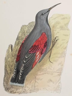 Original Antique Print of a Wall Creeper, circa 1880, 'Unframed'