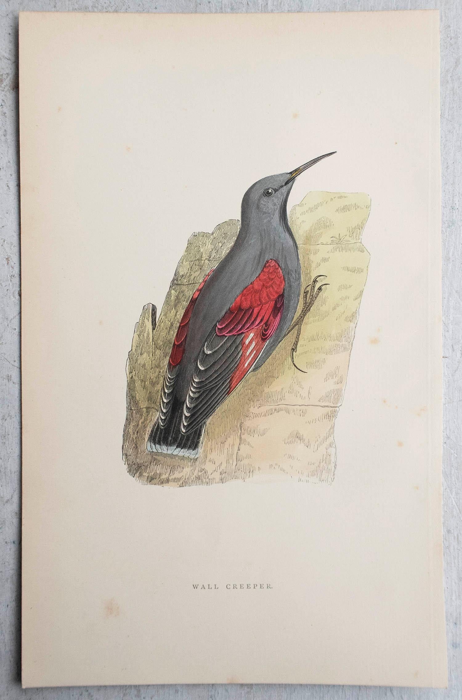 Anglais Gravure ancienne originale d'un lèche-mur, vers 1880, 'non encadrée'. en vente