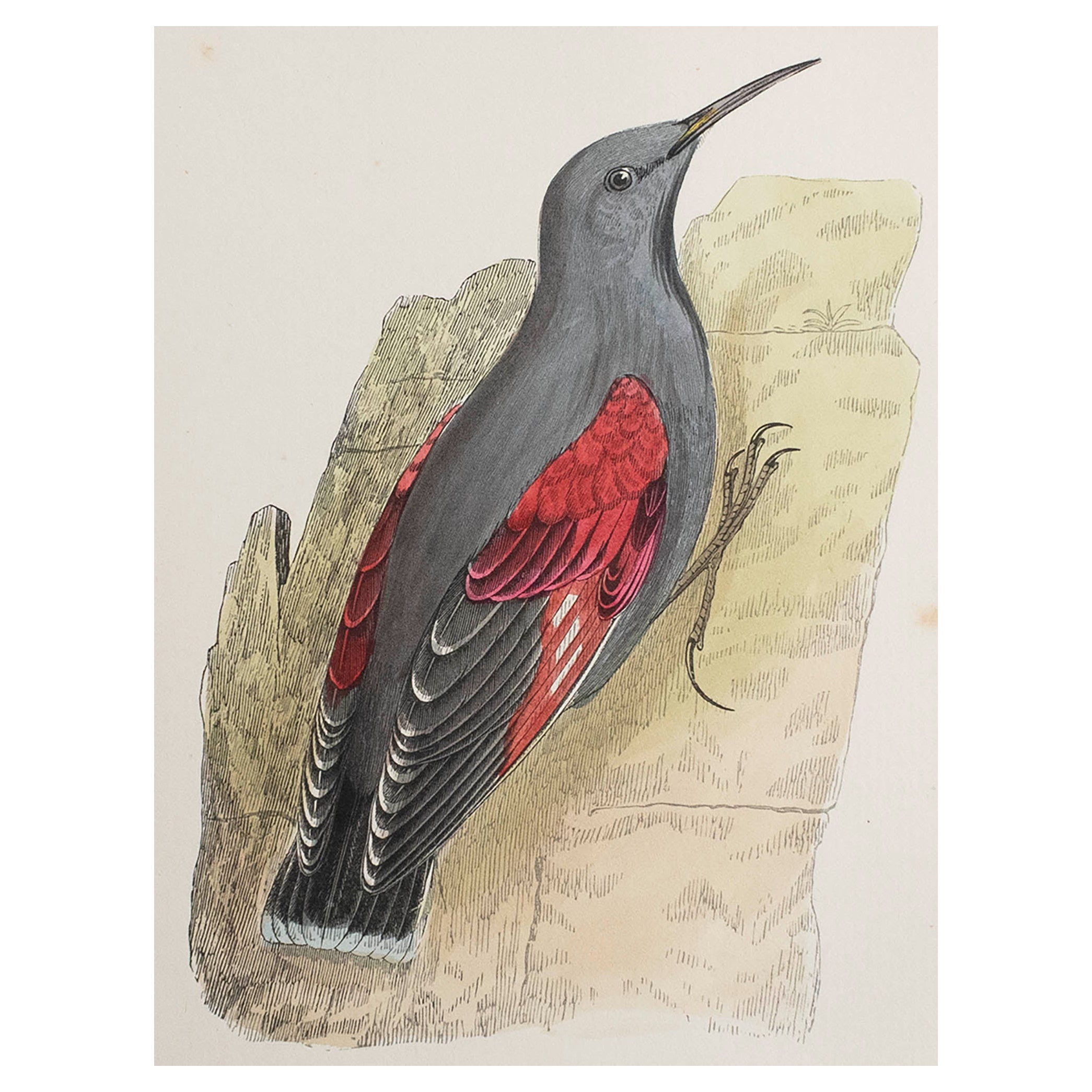 Original Antique Print of a Wall Creeper, circa 1880, 'Unframed' For Sale
