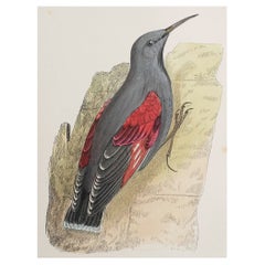 Antiker Originaldruck einer Mauerläuferin, um 1880, 'ungerahmt'.