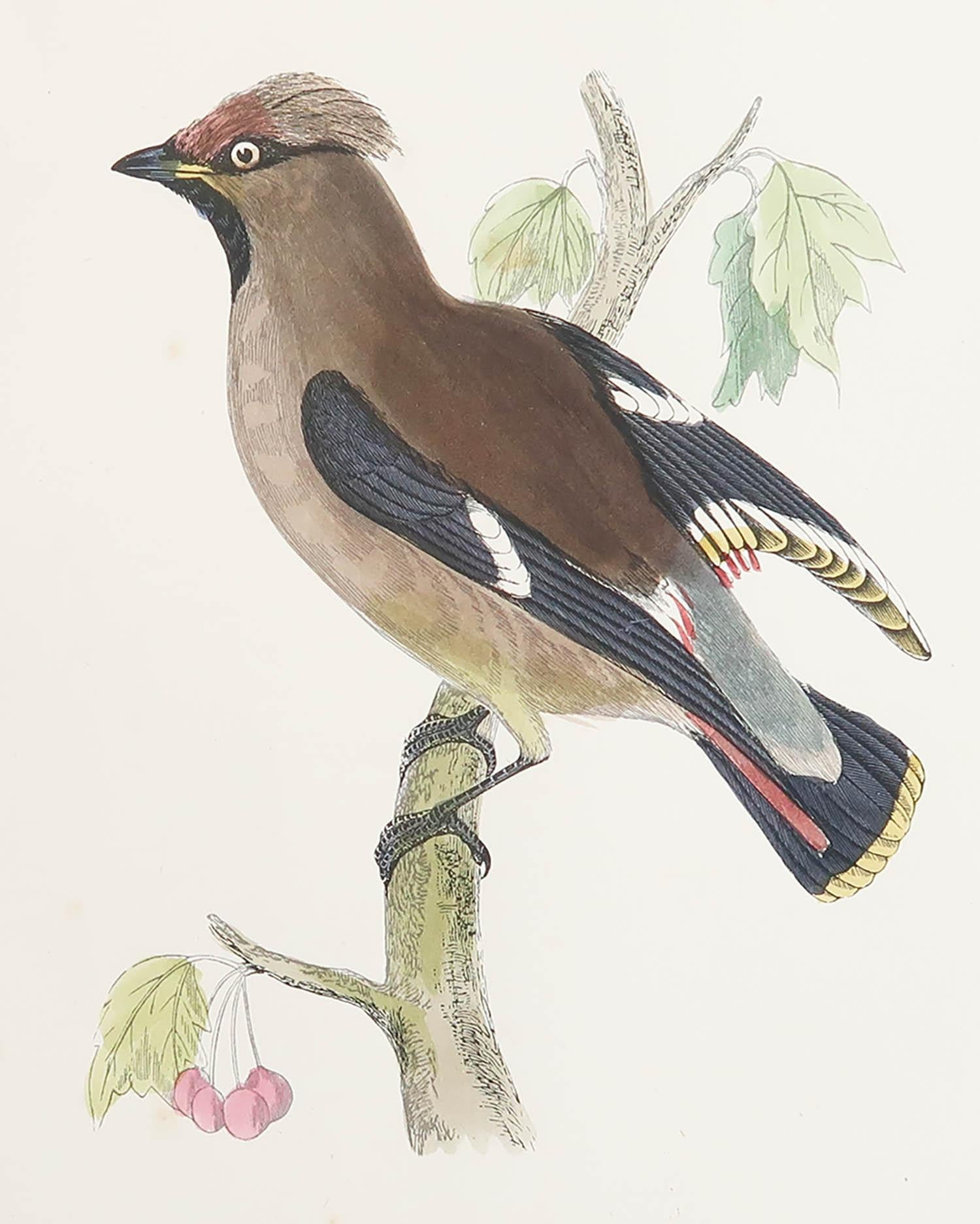 Great image of a Waxwing

Unframed. It gives you the option of perhaps making a set up using your own choice of frames.

Lithograph after Alexander Francis Lydon.

Original color

Published, circa 1880

Free shipping.




