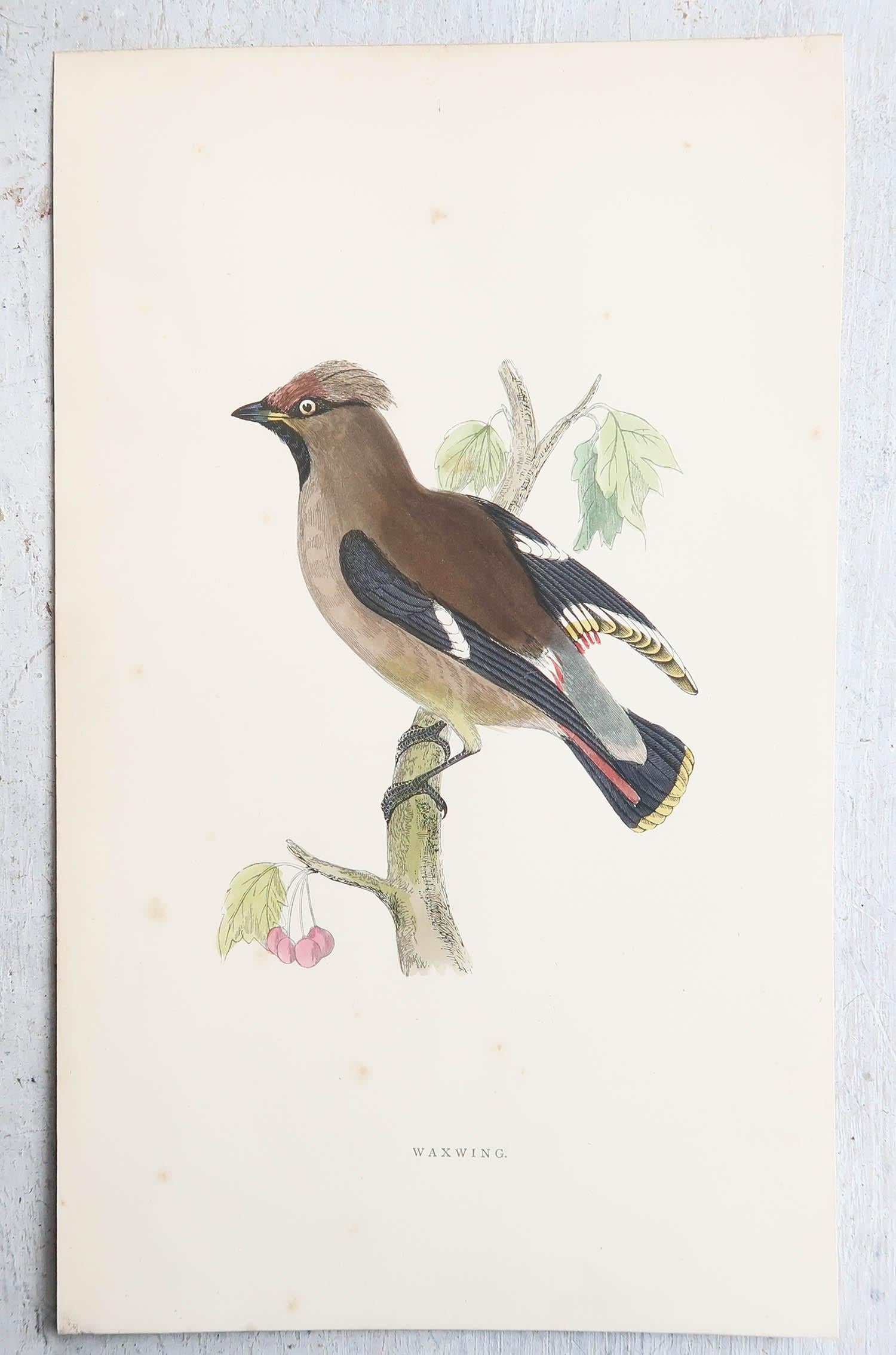 English Original Antique Print of a Waxwing, circa 1880, 'Unframed' For Sale
