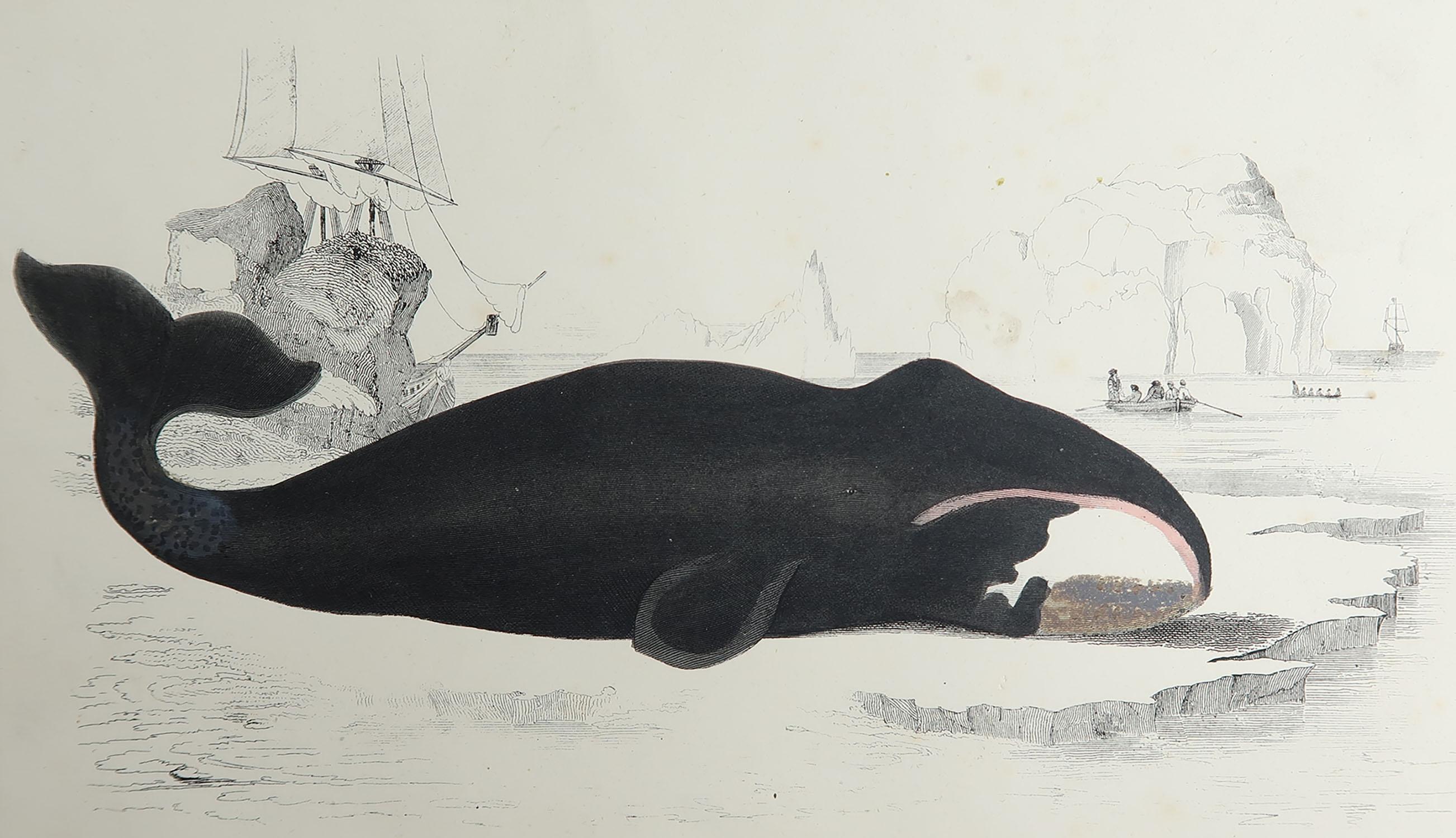 Great image of a whale.

Unframed. It gives you the option of perhaps making a set up using your own choice of frames.

Lithograph after Cpt. Brown with original hand color.

Published, 1847.

Free shipping.






