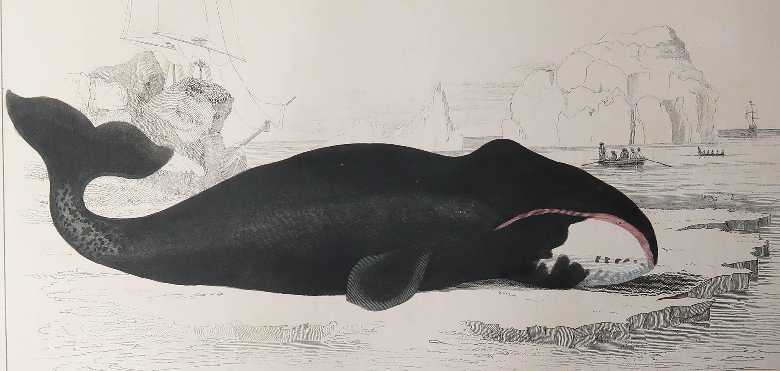 Great image of a whale.

Unframed. It gives you the option of perhaps making a set up using your own choice of frames.

Lithograph after Cpt. Brown with original hand color.

Published, 1847.







