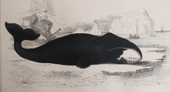 Original Antique Print of a Whale, 1847 'Unframed'