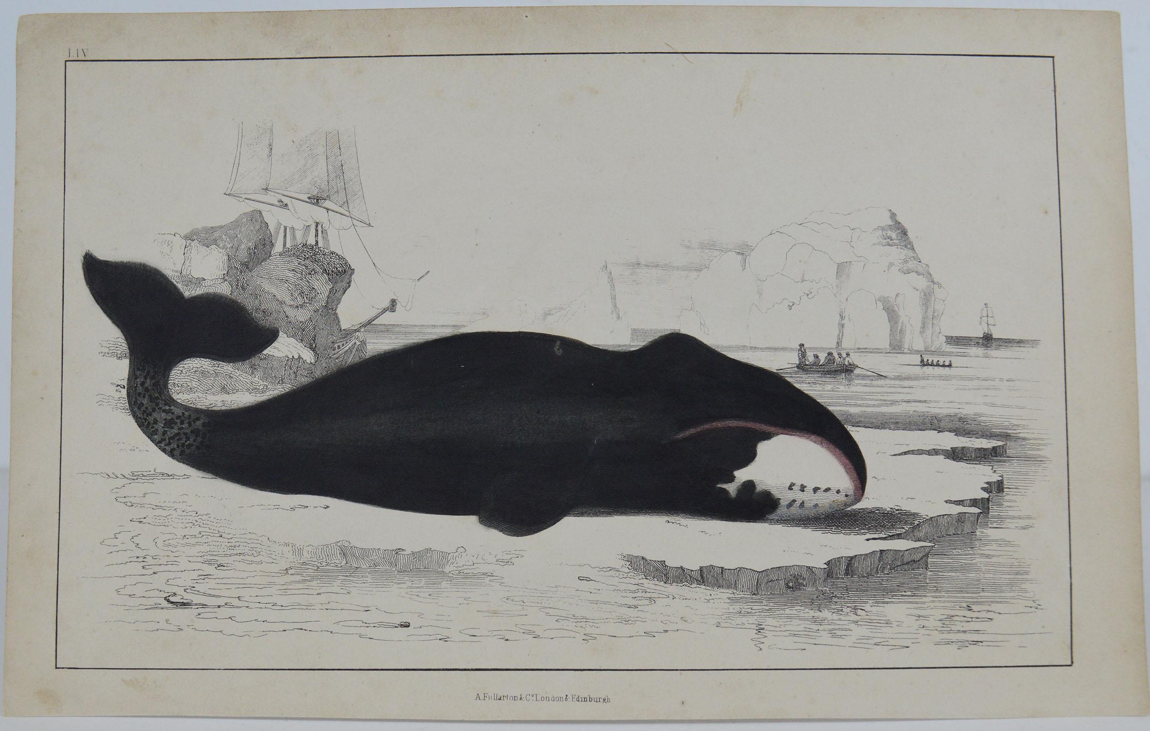 Folk Art Original Antique Print of a Whale, 1847 'Unframed'