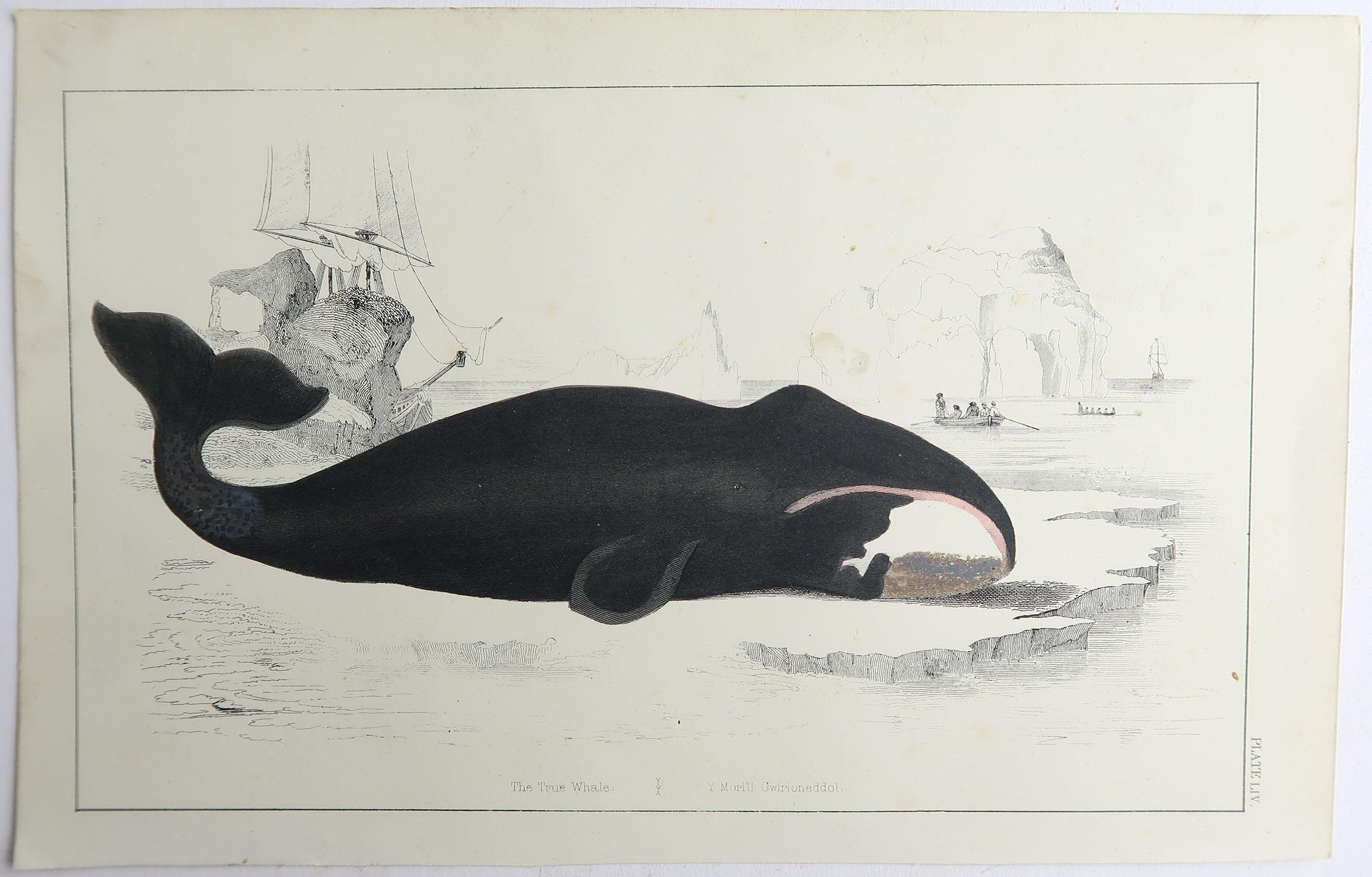 English Original Antique Print of a Whale, 1847 'Unframed'