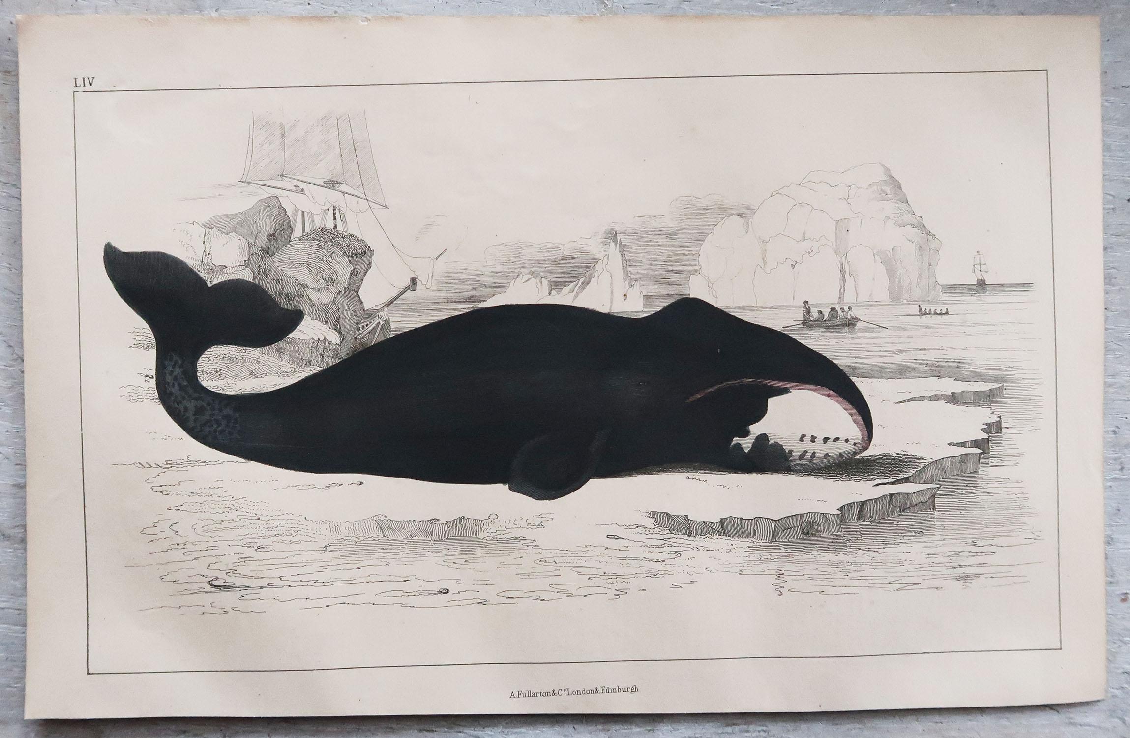 English Original Antique Print of a Whale, 1847 'Unframed'