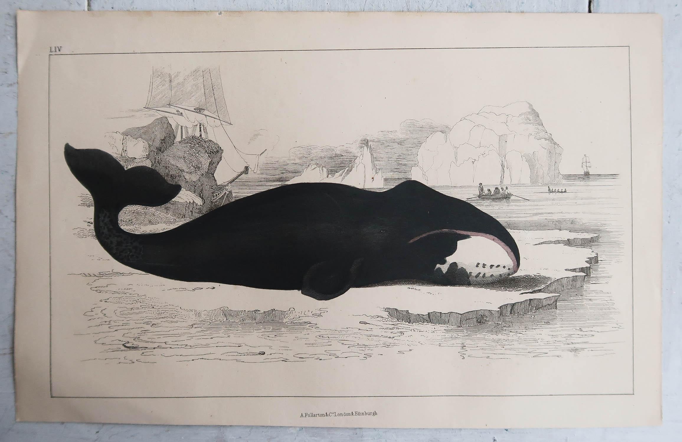 English Original Antique Print of a Whale, 1847 'Unframed' For Sale