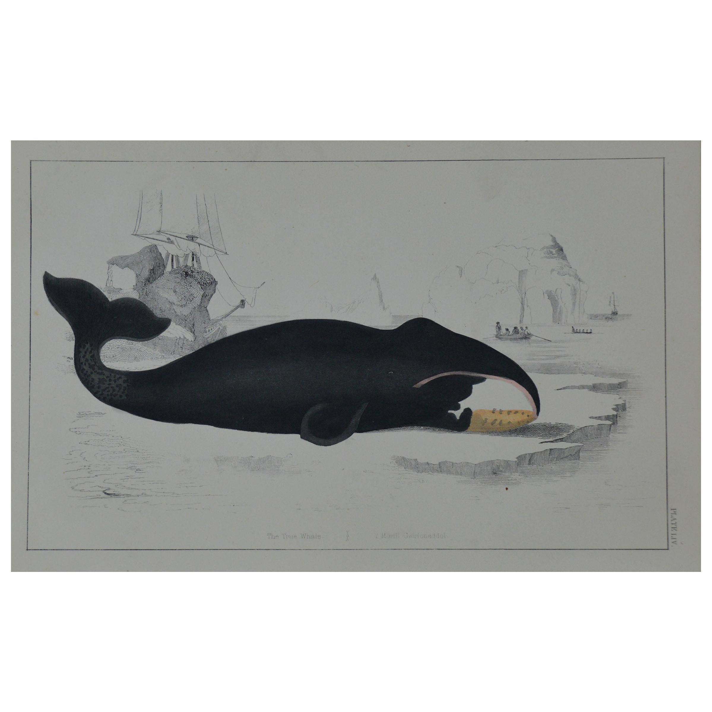 Original Antique Print of a Whale, 1847 
Unframed
