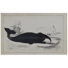 Original Antique Print of a Whale, 1847 'Unframed'