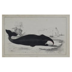 Original Antique Print of a Whale, 1847 'Unframed'