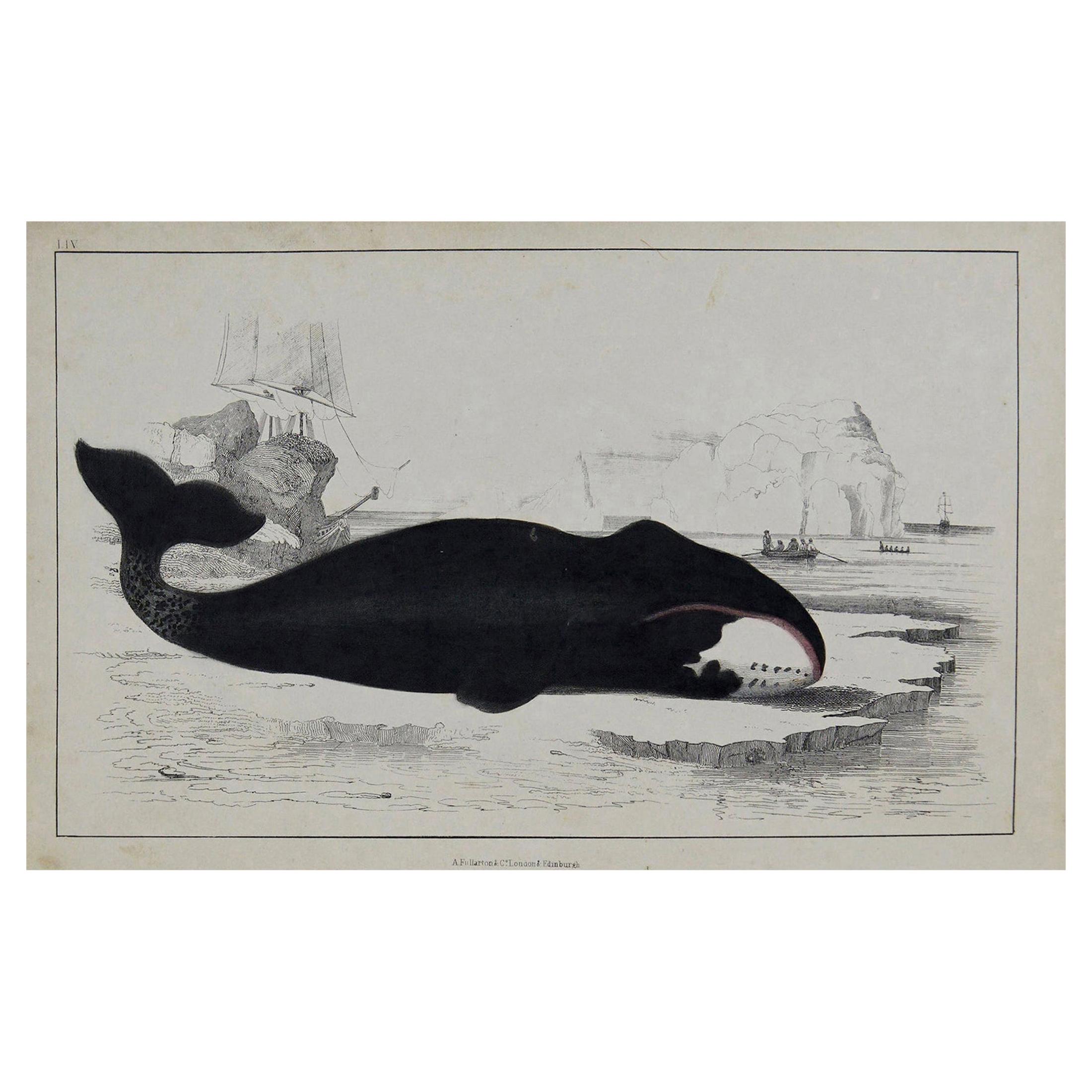 Original Antique Print of a Whale, 1847 'Unframed'