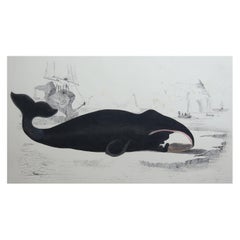 Original Antique Print of a Whale, 1847 'Unframed'