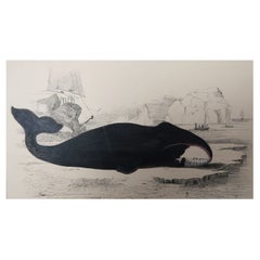 Original Antique Print of a Whale, 1847 'Unframed'