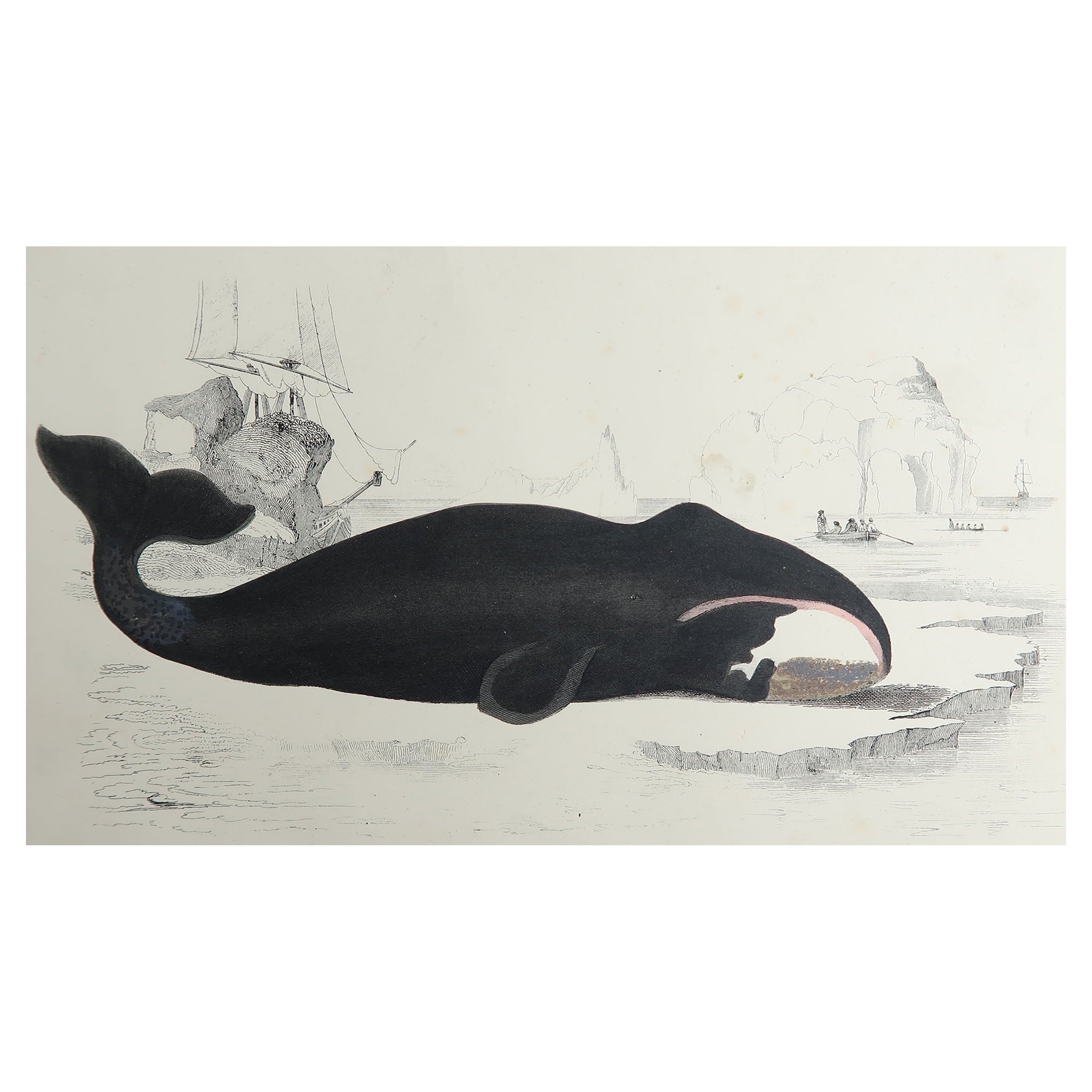Original Antique Print of a Whale, 1847 
Unframed
