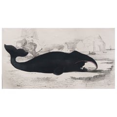 Original Antique Print of a Whale, 1847 'Unframed'