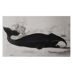 Original Antique Print of a Whale, 1847 'Unframed'