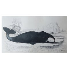 Original Antique Print of a Whale, 1847 'Unframed'