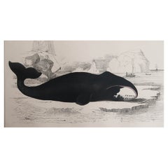 Original Antique Print of a Whale, 1847 'Unframed'