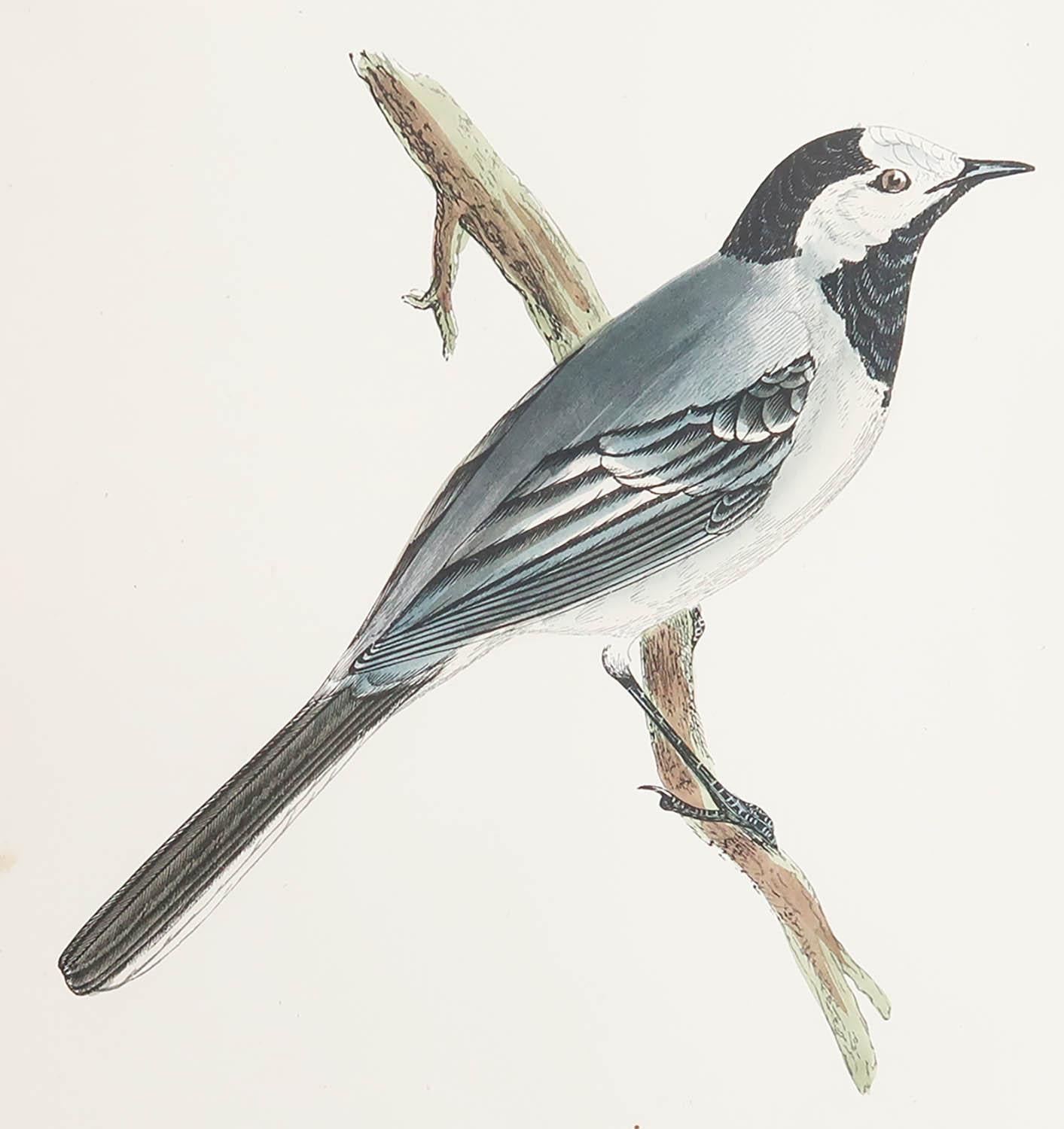 Great image of a White Wagtail

Unframed. It gives you the option of perhaps making a set up using your own choice of frames.

Lithograph after Alexander Francis Lydon.

Original color

Published, circa 1880

Free shipping.




