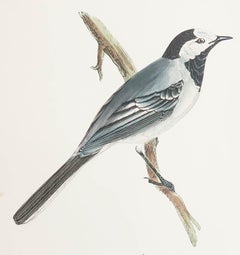 Antiker Originaldruck einer Bachstelze, um 1880, 'ungerahmt'.
