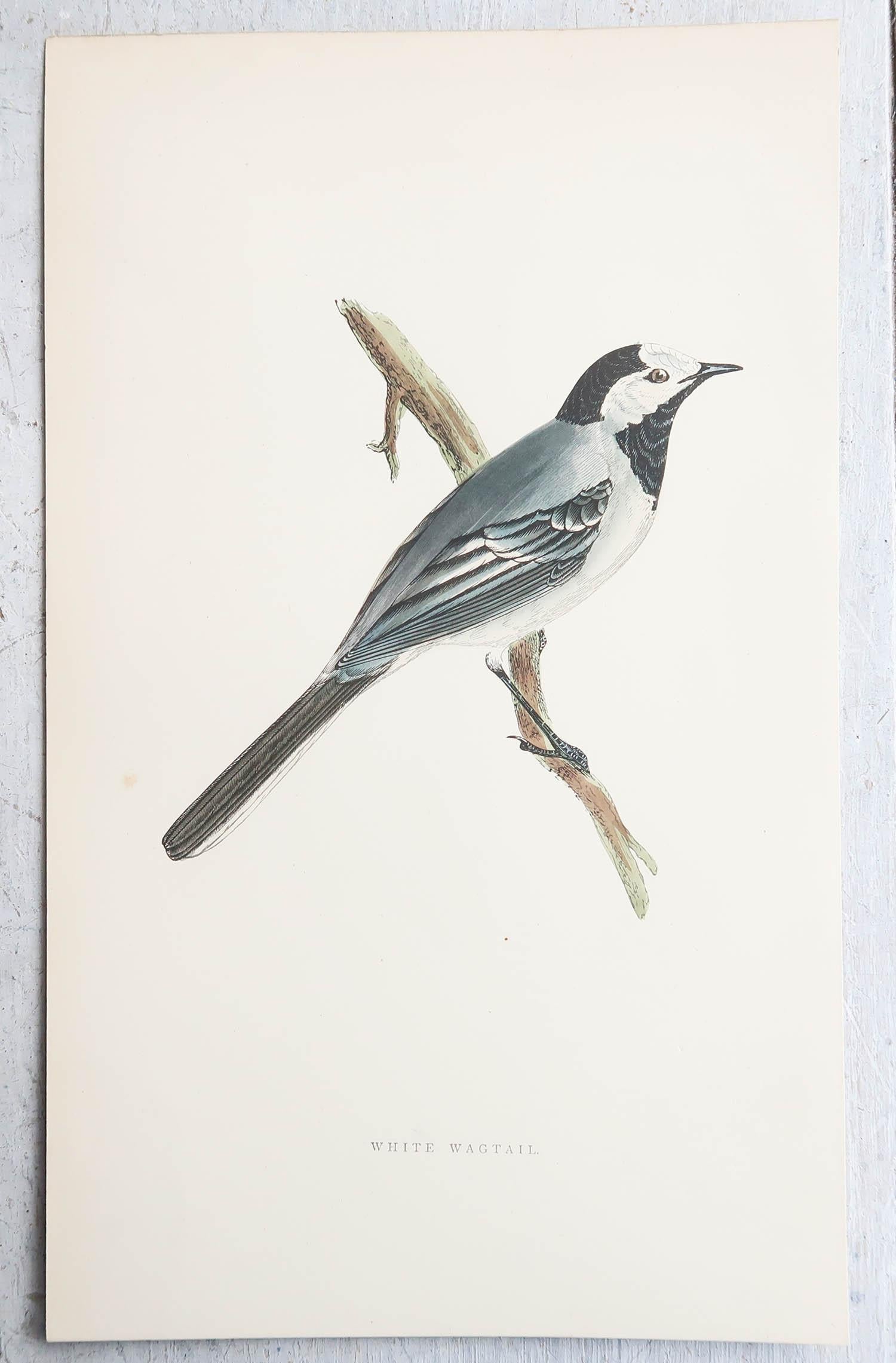 English Original Antique Print of a White Wagtail, circa 1880, 'Unframed' For Sale