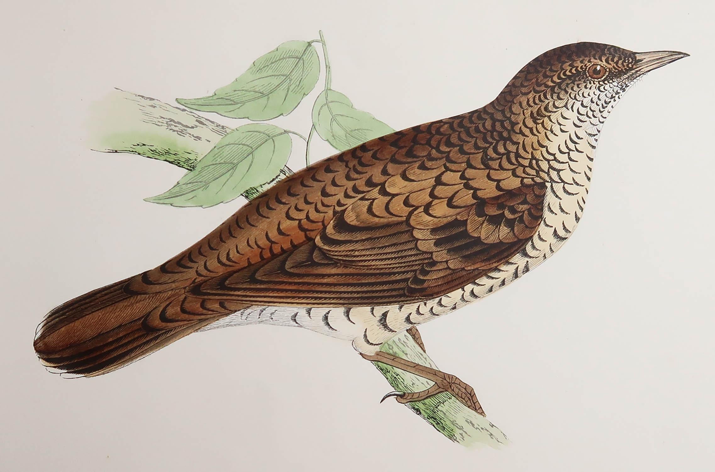 Great image of a White's Thrush

Unframed. It gives you the option of perhaps making a set up using your own choice of frames.

Lithograph after Alexander Francis Lydon.

Original hand color

Published, circa 1880

Free shipping.





