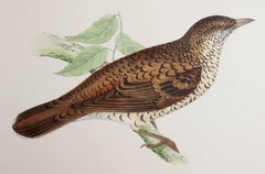 Original Antique Print of a White's Thrush, circa 1880, 'Unframed'