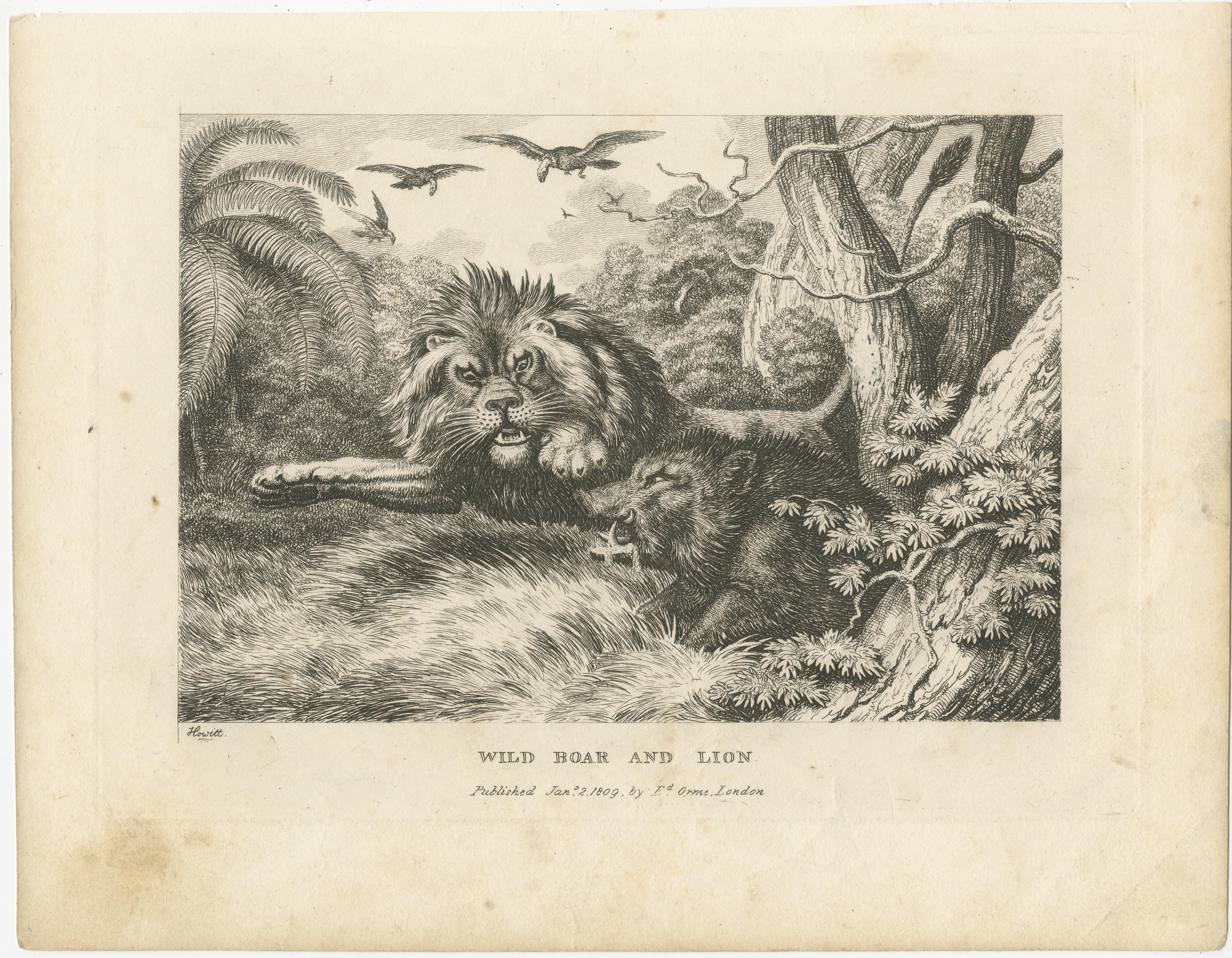 Antique print titled 'Wild Boar and Lion'. Old print of a wild boar and a lion. This print originates from a series depicting fables by Samuel Howitt. Samuel Howitt was an English painter, illustrator and etcher of animals, hunting, horse-racing and