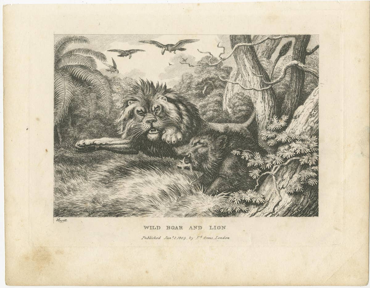 Original Antique Print of a Wild Boar and a Lion, 1811