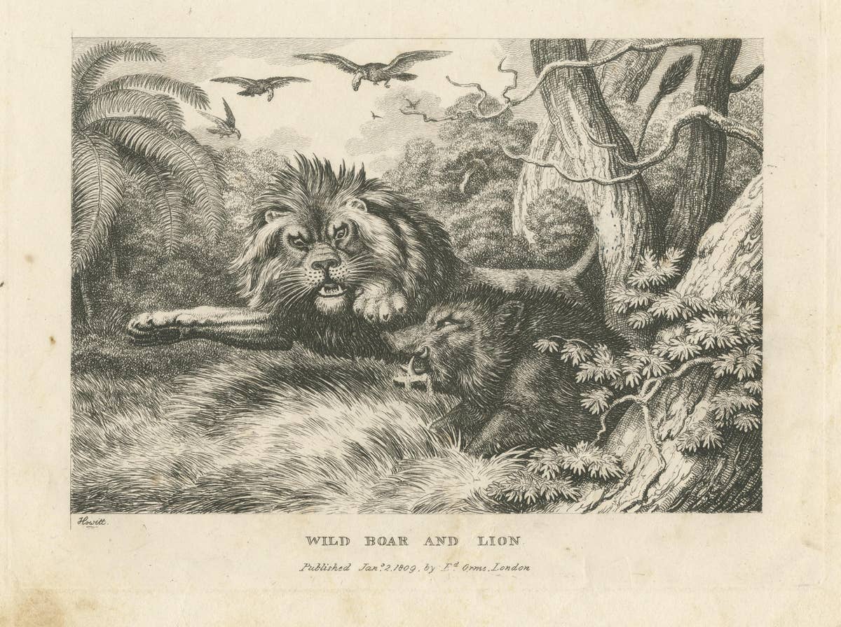 Original Antique Print of a Wild Boar and a Lion, 1811