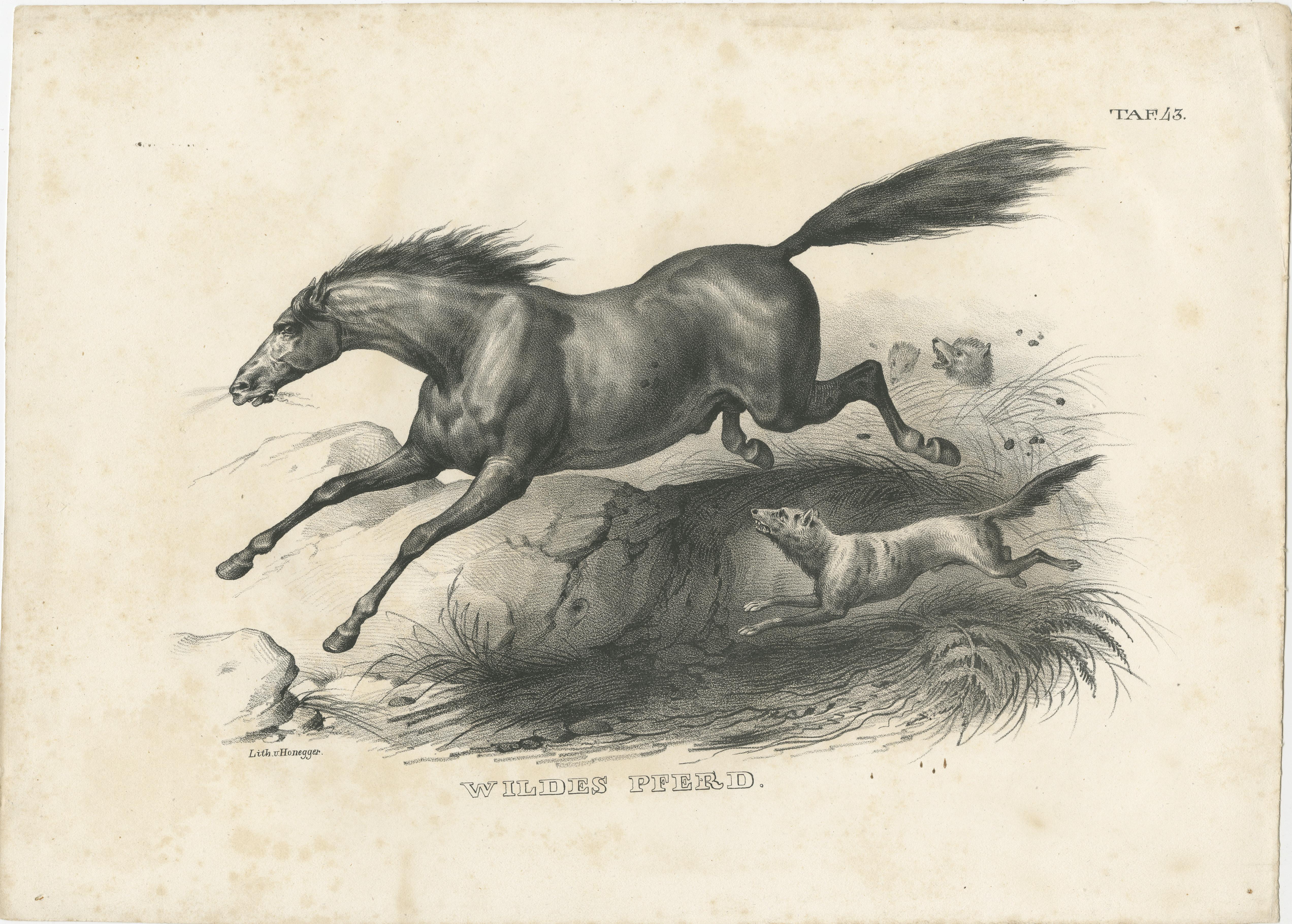 Antique print titled 'Wildes Pferd'. Original lithograph of a wild horse. This print originates from 'Naturgeschichte und Abbildungen der Säugethiere: nach den neuesten Systemen zum gemeinnutzigen Gebrauche entworfen, und mit Berücksichtigung für