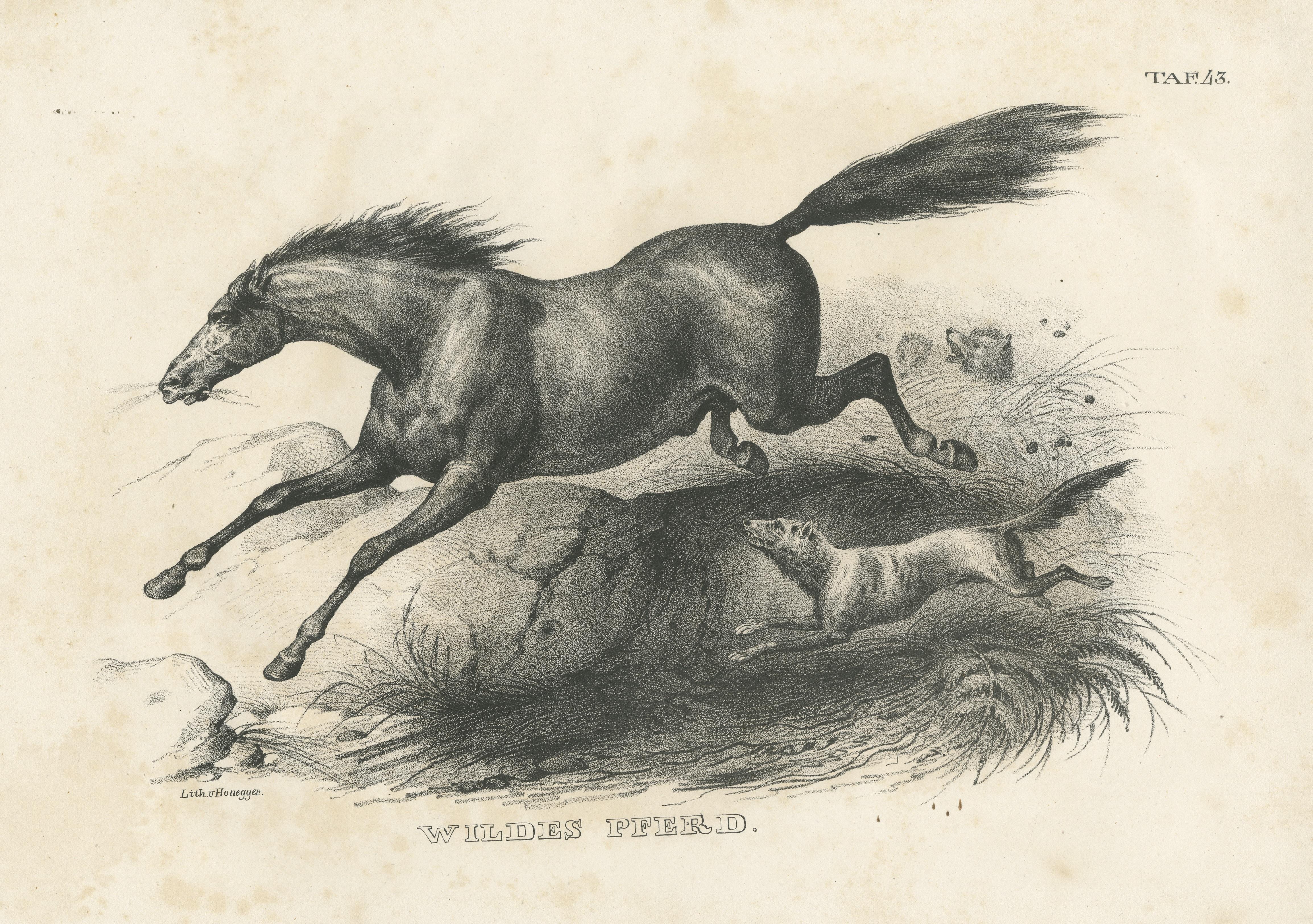 Original Antique Print of a Wild Horse In Fair Condition For Sale In Langweer, NL