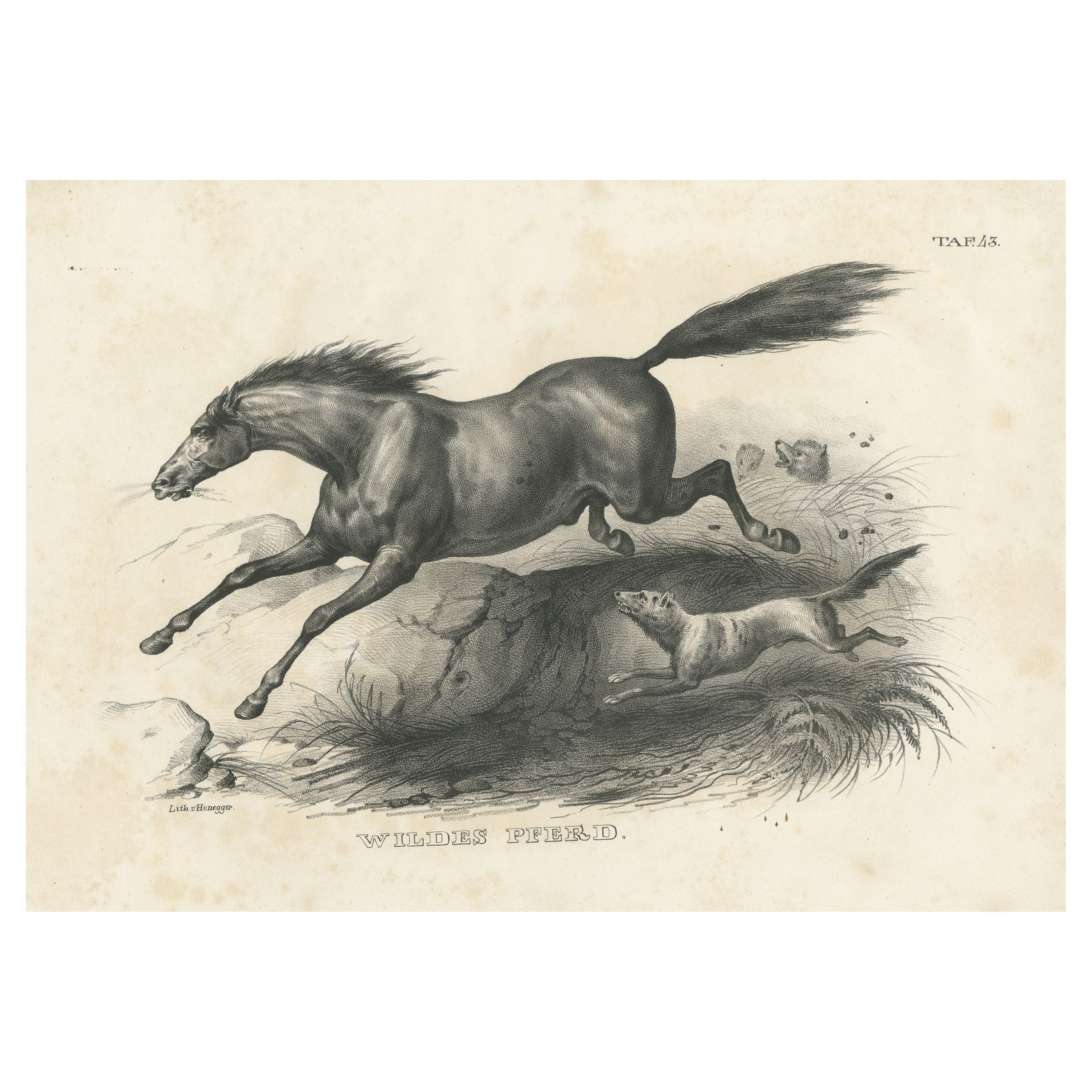 Original Antiker Originaldruck eines Wildpferdes