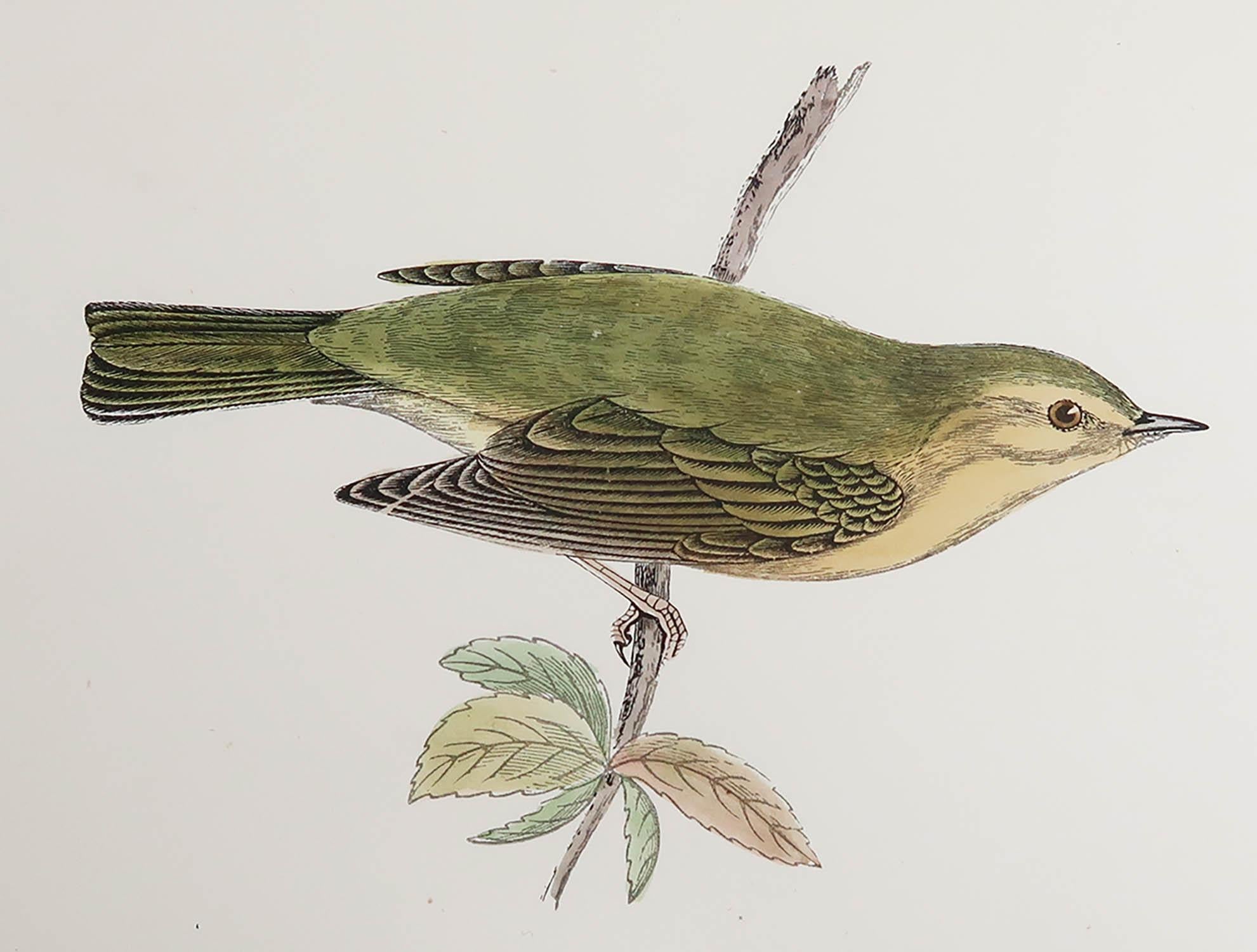 Great image of a Willow Warbler

Unframed. It gives you the option of perhaps making a set up using your own choice of frames.

Lithograph after Alexander Francis Lydon.

Original hand color

Published, circa 1880

Free shipping.





