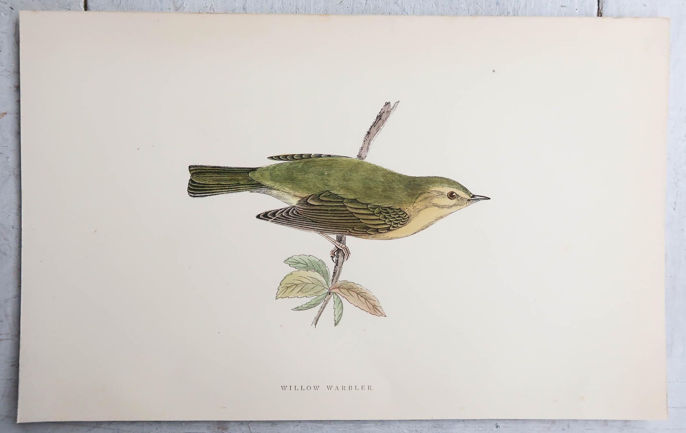 English Original Antique Print of a Willow Warbler, circa 1880, 'Unframed' For Sale
