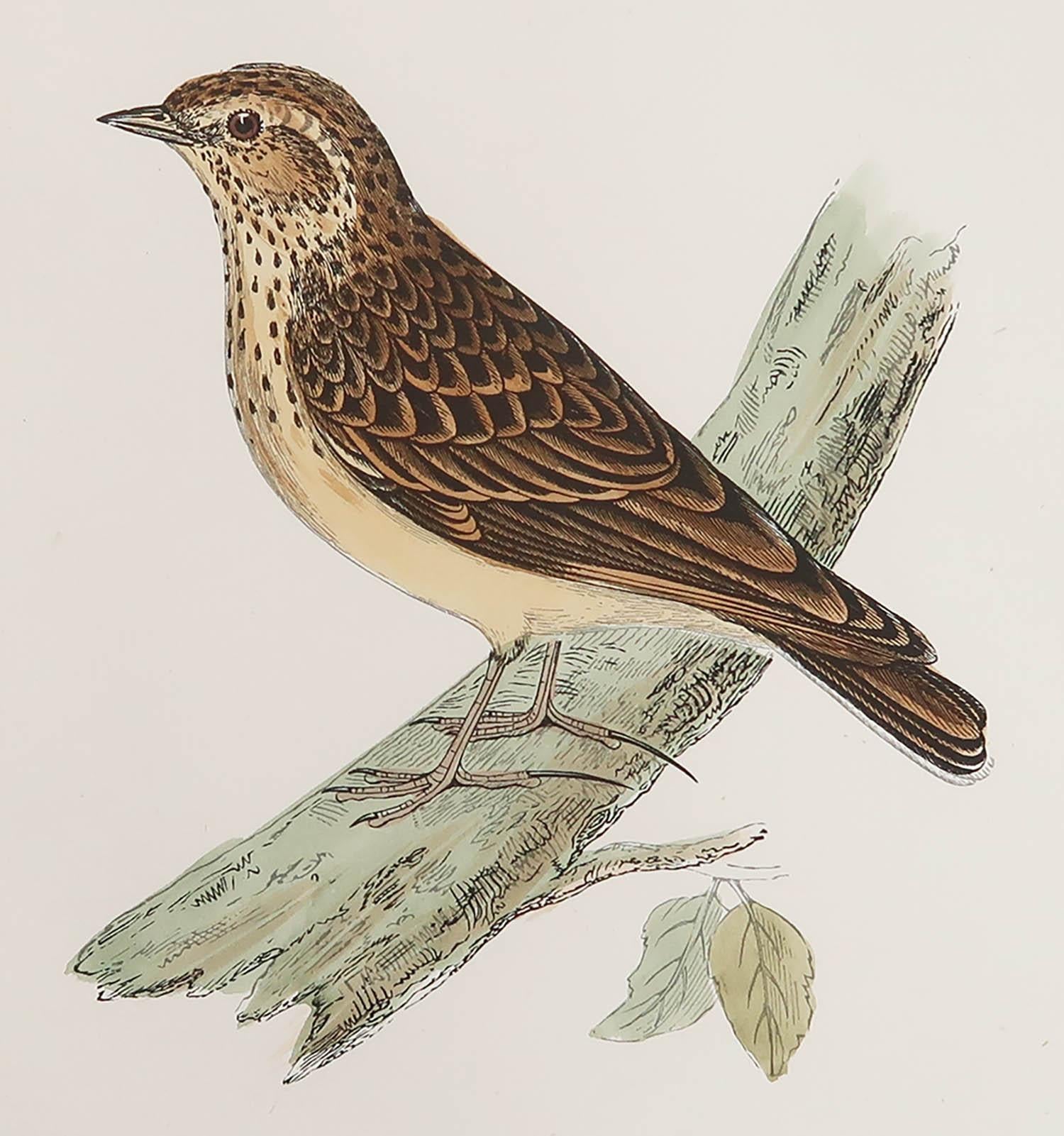 Great image of a Wood Lark

Unframed. It gives you the option of perhaps making a set up using your own choice of frames.

Lithograph after Alexander Francis Lydon.

Original color

Published, circa 1880

Free shipping.




